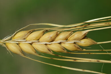 A new study shows that  transgenic barley seeds can be used as an ideal feedstuff in laying hen diets Photo: Canva