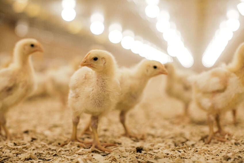 It is more vital than ever to get as much nutritional value as possible out of your feed. Photo: Alltech
