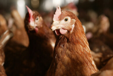 Supplementation with dandelion polysaccharides improved nutrient metabolism, feed utilisation and egg production. Photo: Michel Zoeter