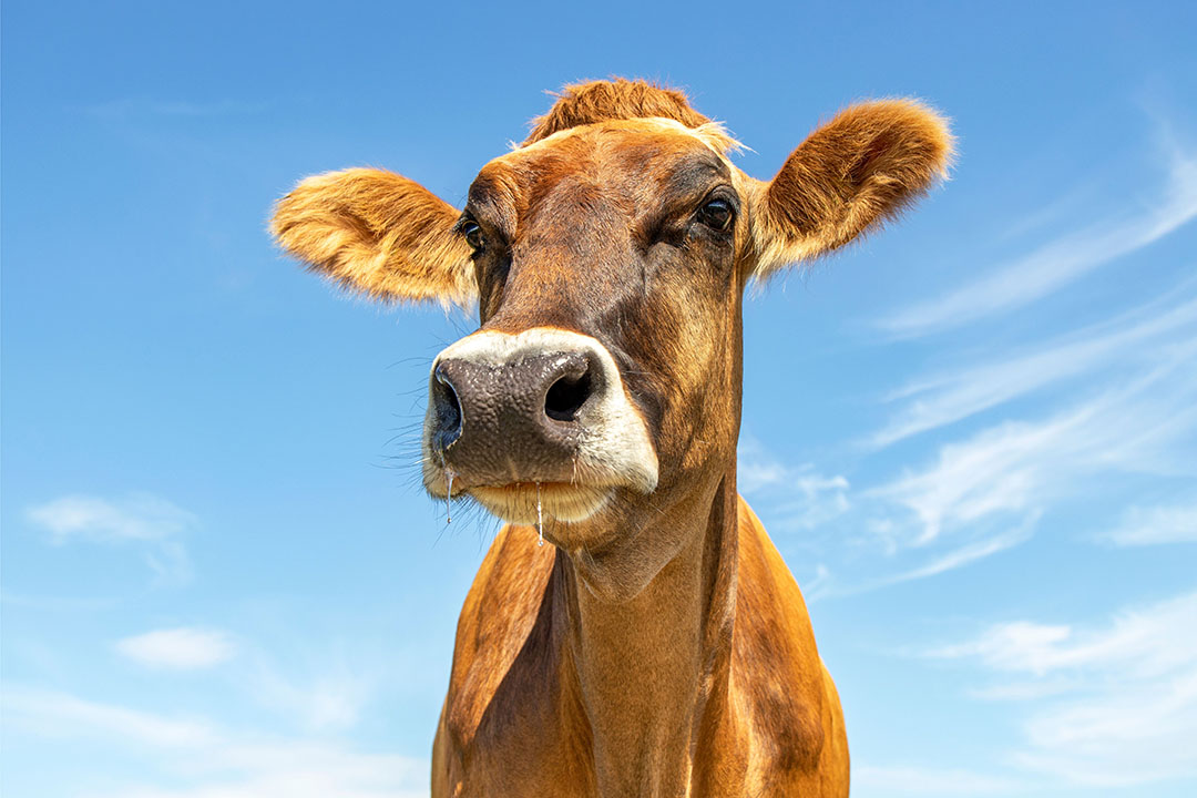 A study showed that humic acid supplementation in Swiss Brown dairy cows increases live weight in female calves more than male calves. Photo: Canva