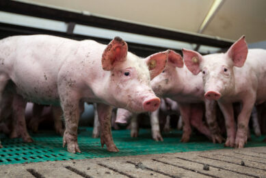 A study shows that licorice polysaccharide supplementation enhances the health of weaned piglets by improving immune functions and growth performance.