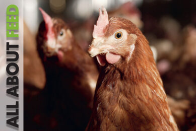 Poultry nutrition a highlight in All About Feed 9