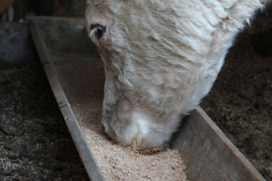 Cattle feed production experienced a decrease of 0.8 million tons. Photo: Canva