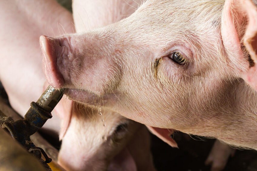 Including organic acid blends that enhance the well-being and feed efficiency of weanling pigs can assist in sustaining businesses during periods of uncertainty. Photo: Shutterstock