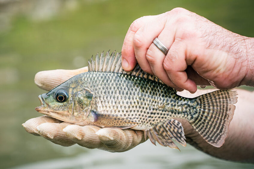 Researchers showed that citrus limon extract improved performance, physiological status, and resistance to infections of Nile tilapia fish. Photo: Canva