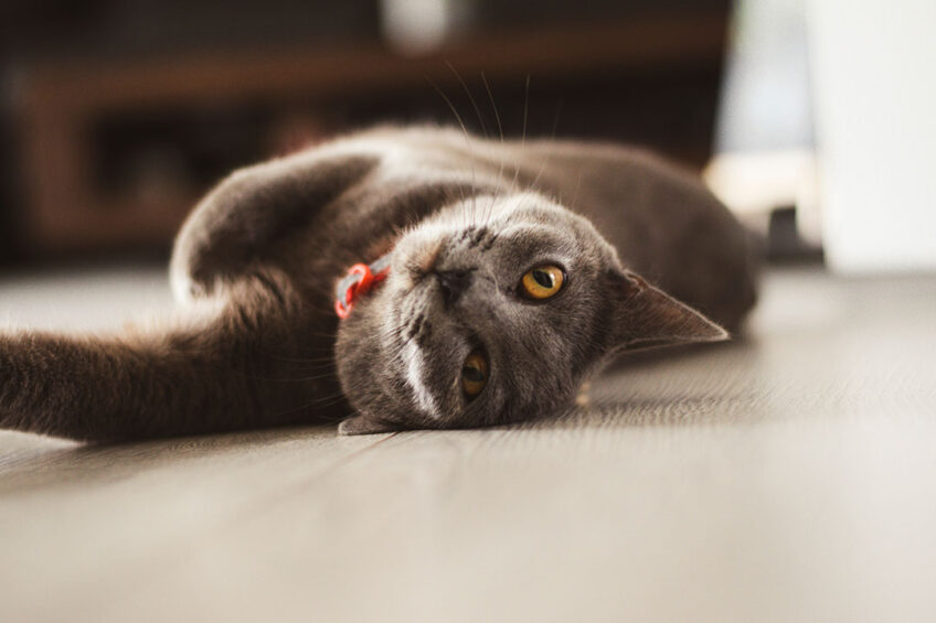 Research shows that duck bile acids could modulate fat metabolism and increase probiotics in the gut of cats. Photo: Canva