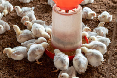 Lactoferrin plays an important role in immune protection and mucosal defense systems of poultry. Photo: Canva
