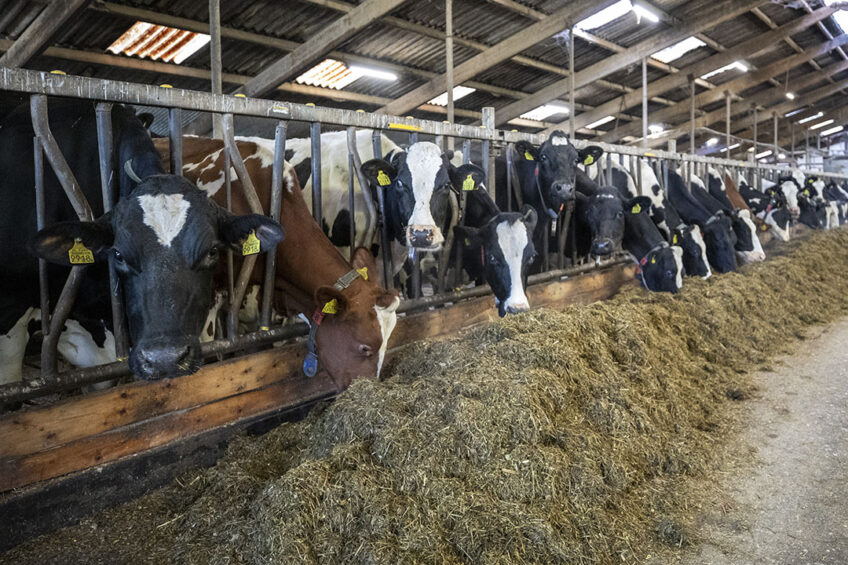 Rumen modifiers can improve feed efficiency and reduce rumen methane production with less risk of decreased milk or milk fat production. Photo: Anne van der Woude