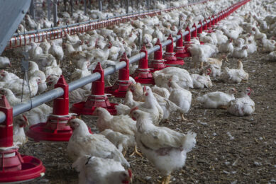 A study showed that dietary selenium nanoparticles promote growth and gut health in broilers.
