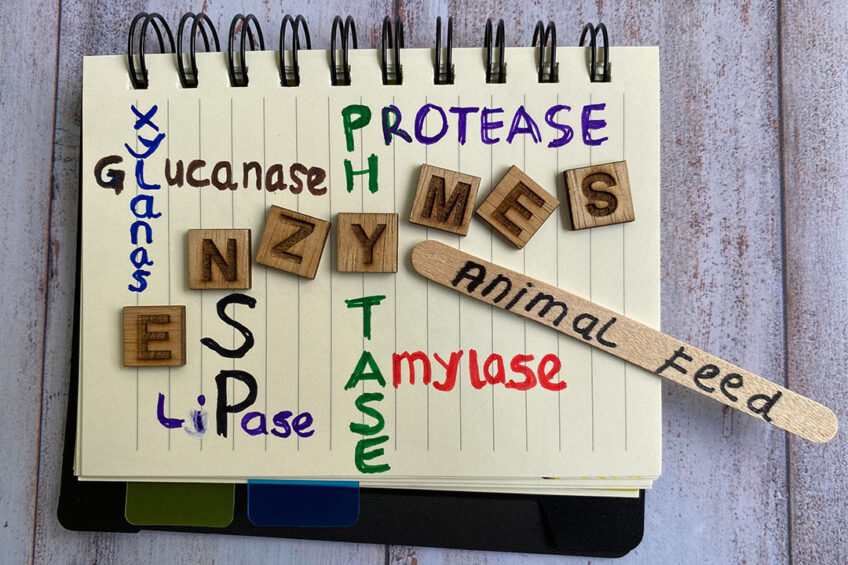 The carbohydrase enzyme category comprises xylanases, glucanases, and amylases. These enzymes dismantle and decompose carbohydrates such as fibres, starch, and non-starch polysaccharides into easily digestible sugars, serving as a source of energy for the animal.