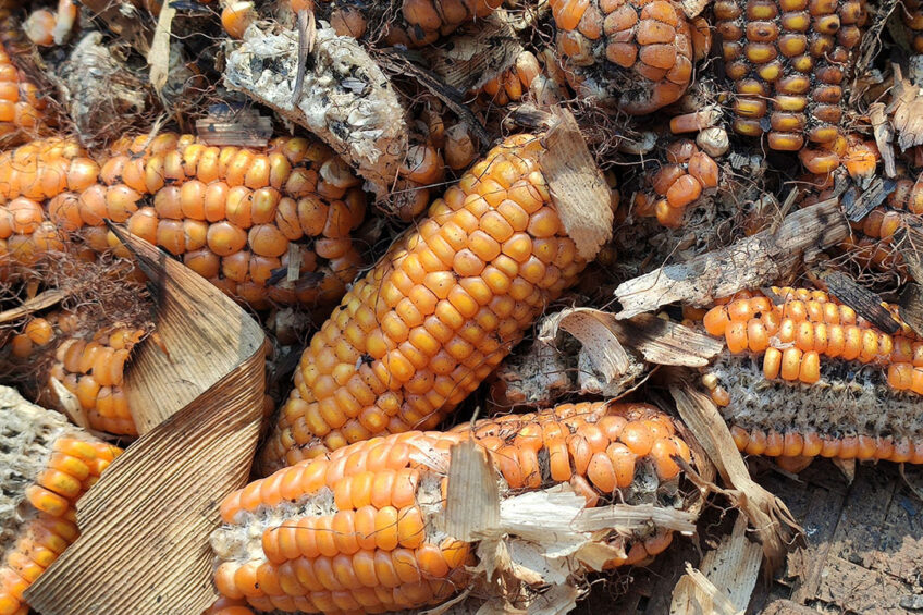 Better not offer these to consumption for animals: Corn affected by mycotoxins. Photo: Canva