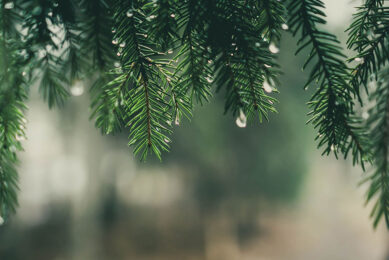 The scientists insist that pine meal, made of a mix of ground green mass of spruce, pine and fir, can become a valuable source of feed vitamins in animal diets. Photo: Canva