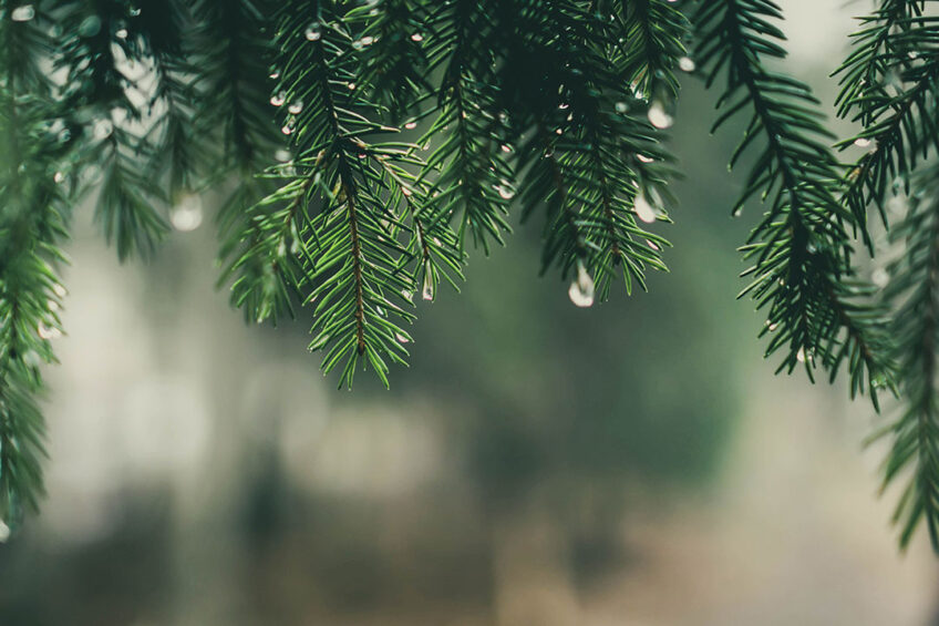 The scientists insist that pine meal, made of a mix of ground green mass of spruce, pine and fir, can become a valuable source of feed vitamins in animal diets. Photo: Canva