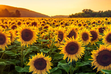 As a crop, sunflowers are a low input crop and a great break crop for replenishing soil health and structure. Photo: Canva