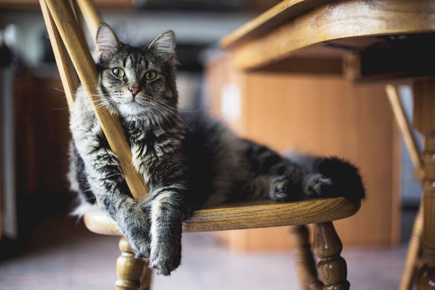 A recent study has identified protocol requirements for in-home cat food digestibility testing.