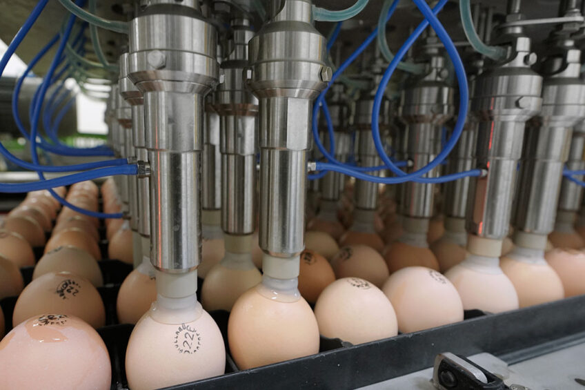 In-ovo feeding of phytogenics is a promising method that can be used to improve the hatching and post-hatch growth performance of broilers. Photo: Ruud Ploeg