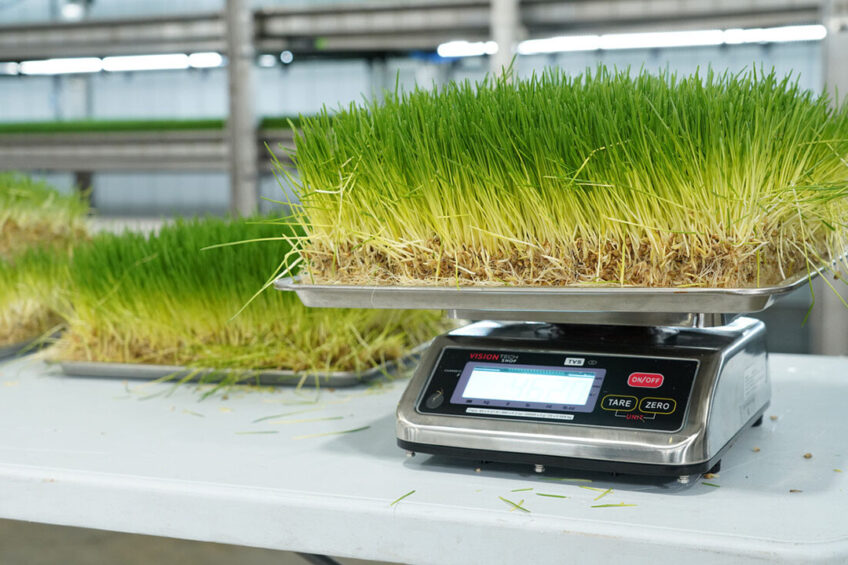The hydroponic system, which produces sprouted wheat or barley, optimises water use and provides more control of herd nutrition.