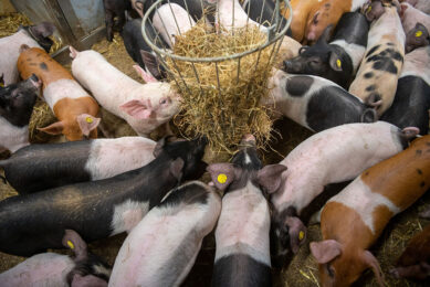 “Enrichment such as providing straw can help preventing tail biting for a while – but nutritional aspects also play a role. This picture was not taken during the trial. Photo: Michel Velderman