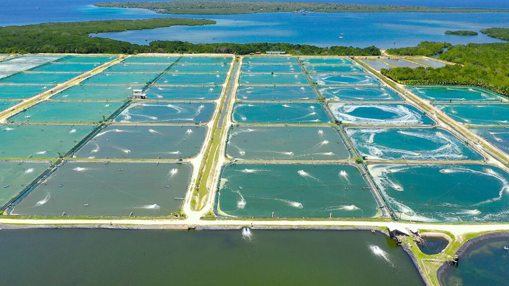 Growth in shrimp feed has had particular significance for some prominent European manufacturers. Photo: Canva