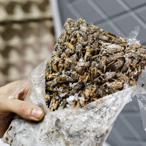 A Novosibirsk-based company, Entoprotein, rolled out plans in 2023 to launch a large-scale cricket meat production. However, Om1 reported that the "plans changed". Photo: Canva