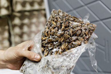 A Novosibirsk-based company, Entoprotein, rolled out plans in 2023 to launch a large-scale cricket meat production. However, Om1 reported that the "plans changed". Photo: Canva