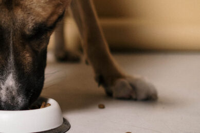 The use of techniques such as metabolomics may unlock our understanding of the factors that influence the palatability of pet food. Photo: Canva