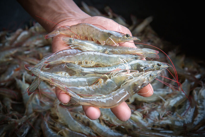 A recent study shows that replacing 20% of fishmeal with fermented soybean meal improves the growth performance and health of whiteleg shrimp. Photo: Shutterstock