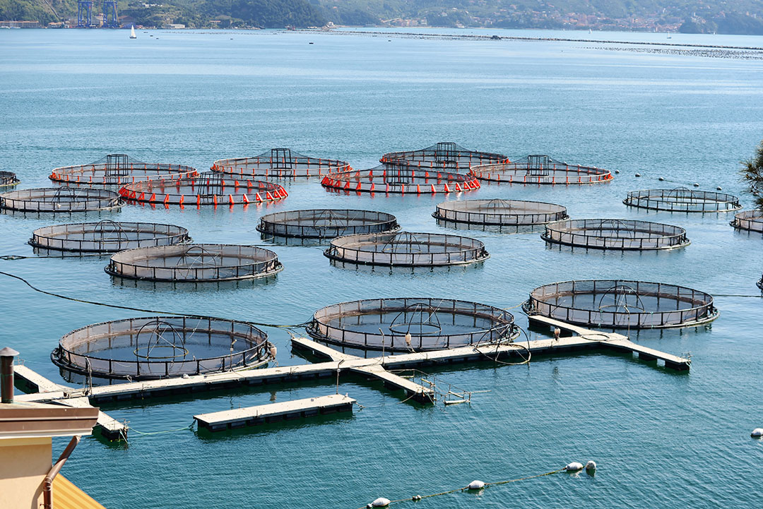 Asia-Pacific region has the largest amount of aquaculture, which hold tremendous potential to support the strong growth of insect production for feed. Photo: Shutterstock