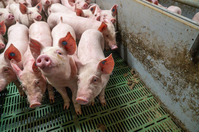 A recent study has shown that the addition of an anti-mycotoxin blend minimizes the adverse effects caused by mycotoxin contaminated feed of nursery pigs. Photo: Bert Jansen