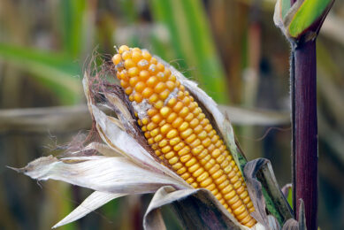 Current legislation does not consider the multiple dynamics and potential interactions between co-occurring groups of mycotoxins. Photo: Shutterstock