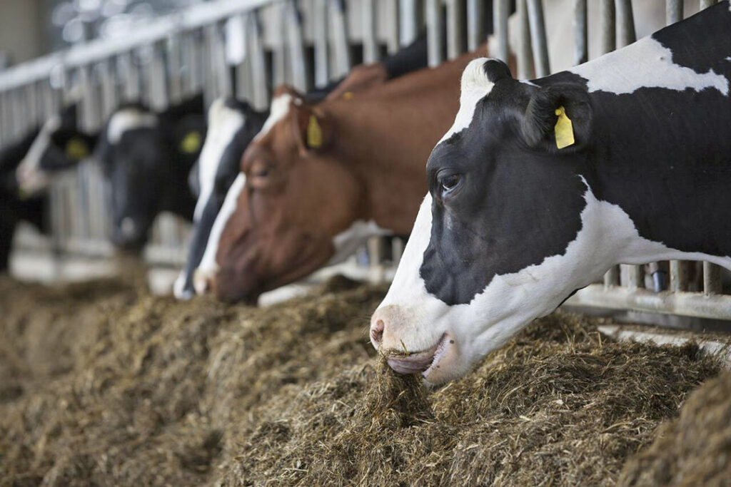 Healthier cows are more efficient in converting feed into milk. Photo: Chr. hansen