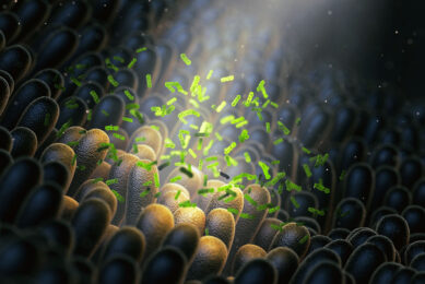 Good bacteria colonising the intestinal barrier. Photo: Chr. Hansen
