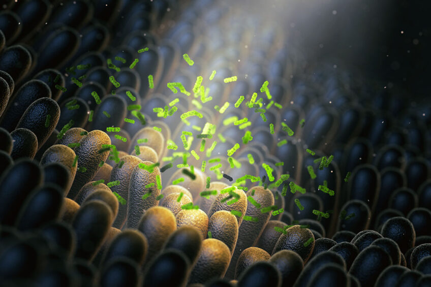 Good bacteria colonising the intestinal barrier. Photo: Chr. Hansen