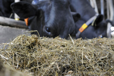 The concentration of digestible nutrients in silage depends more on the stage of growth at which the fresh crops have been harvested. Photo: Marten Sandburg