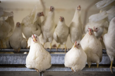 Amino acids play a crucial role in optimising poultry diets.