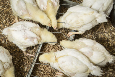 Broilers experience higher needs for functional amino acids when facing intestinal challenges and so identifying nutritional solutions to optimise the benefits of amino acids is of particular interest. Photo: Mark Pasveer