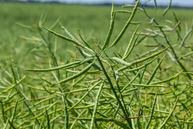 Last year the EU was the largest producer of rapeseed in the world with a market share of more than 20%. Photo: Canva