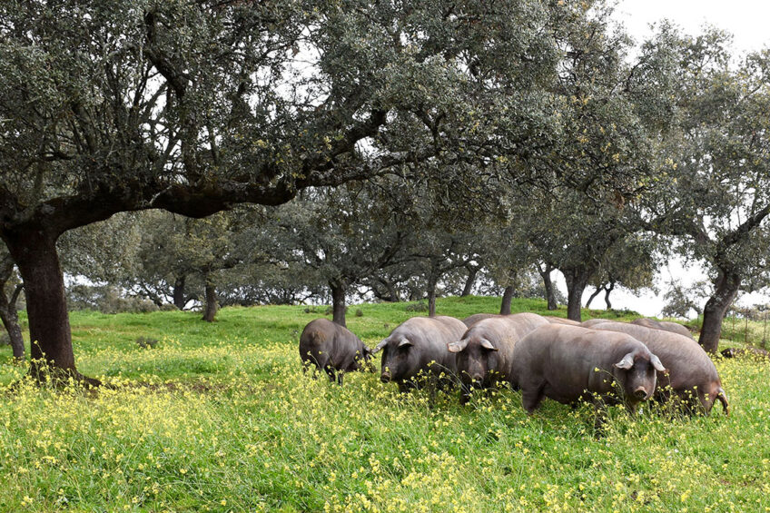 During the final fattening stages the diet of the pigs is strictly limited to chestnuts or acorns to produce the best quality Jamon Iberico. Photo: Chris McCullough