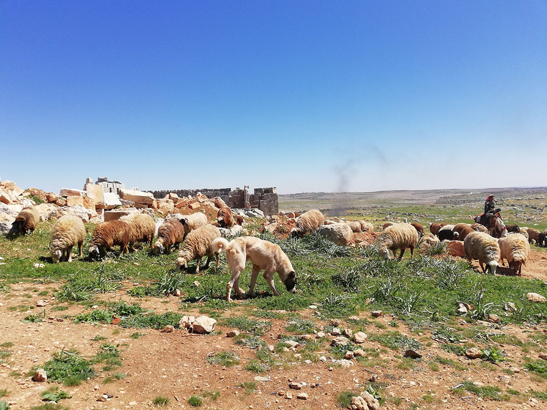 63% of North African agriculture could be hurt by climate change. Photo: OZ Arab Media