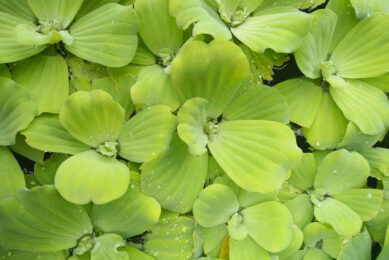 Duckweed, also known as lemna or water lentils, is a tiny freshwater plant that is ideal for cultivation on farms for inclusion in livestock feed. Photo: Canva