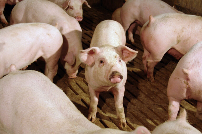 Mycotoxin consumption by pigs at levels both below and above regulatory guidelines could negatively affect their growth performance. Photo: Alltech