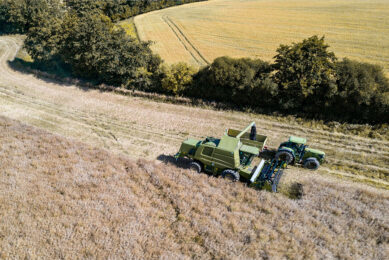 Germany is the second largest producer of rapeseed in the European Union after France. Photo: Canva