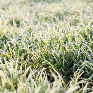 Reports from some European countries suggest a strong decline in the area of winter cereals due to the persistent bad weather. Photo: Canva