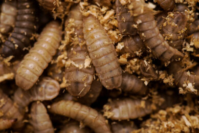 Black Soldier Fly larvae are omnivorous and can be fed various food or agricultural waste as feedstock. Photo: Canva