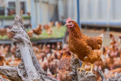 Vitamin A, which is obtained through diets, is essential for chicken health. Photo: Canva