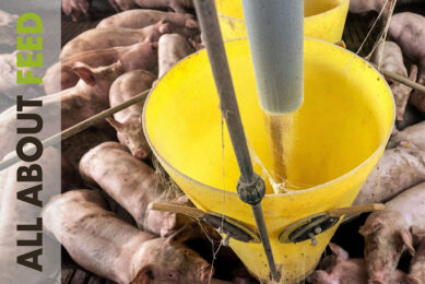 Sustainability in All About Feed 3