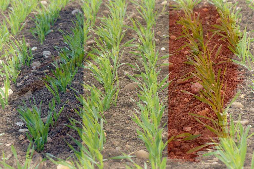 Spring drilling has been especially important for barley with an area of 502,000 hectares which is 12.2% larger than a year before. Photo: Canva