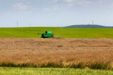 In Ukraine, rapeseed production appears to be somewhat higher than expected earlier this season. Photo: Canva