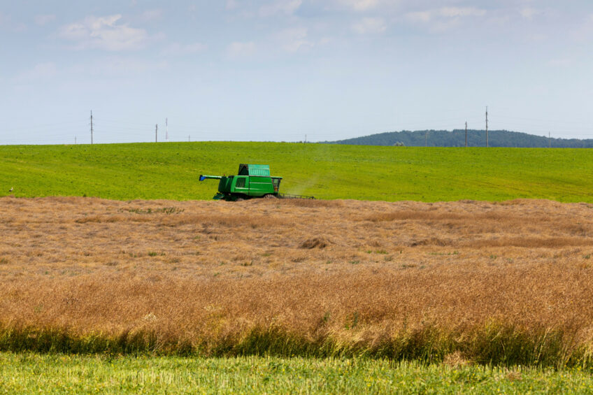 In Ukraine, rapeseed production appears to be somewhat higher than expected earlier this season. Photo: Canva