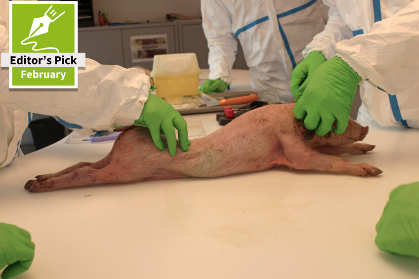 The pig gut: In theory and practice